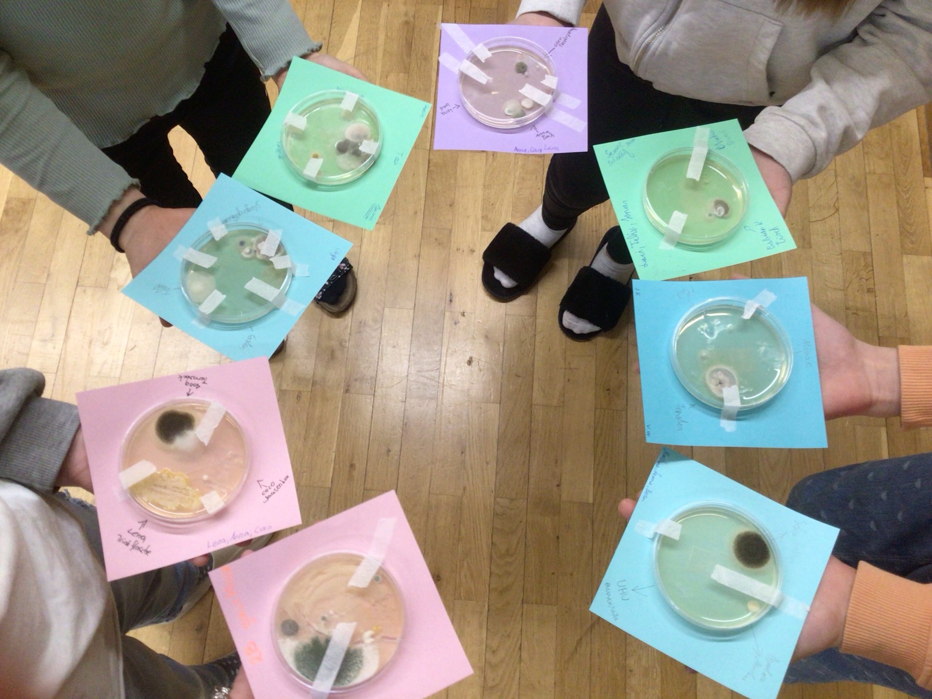 "Digitale Grundbildung: Schülerinnen und Schüler der 2. Klasse erkunden die Mikrowelt mit Petrischalenexperimenten" - Bild 4