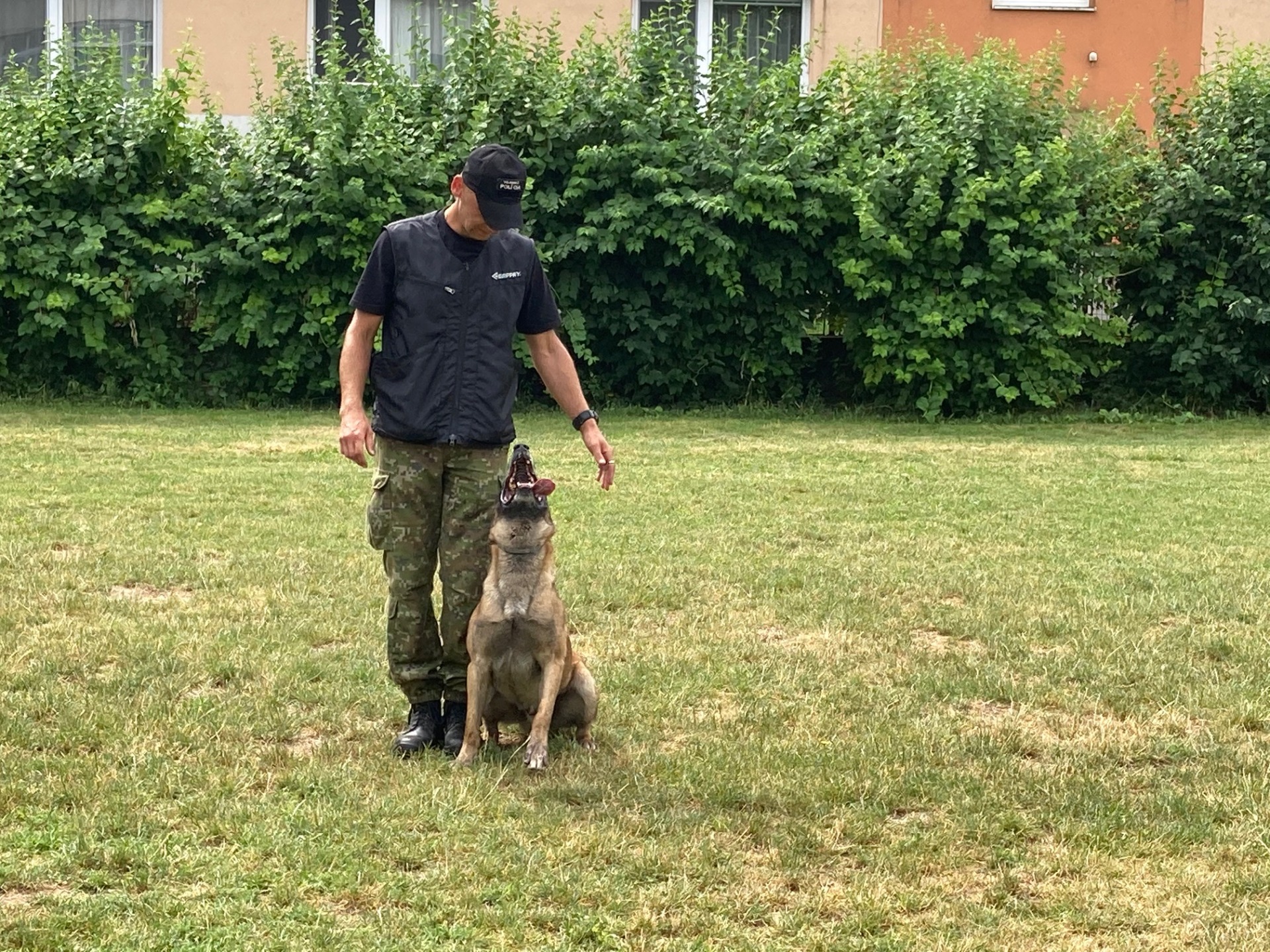 Ukážka výcviku psov vojenskej polície - Obrázok 2