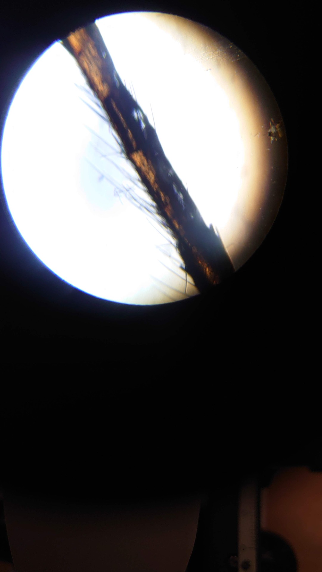Przez mikroskop - Obrazek 4