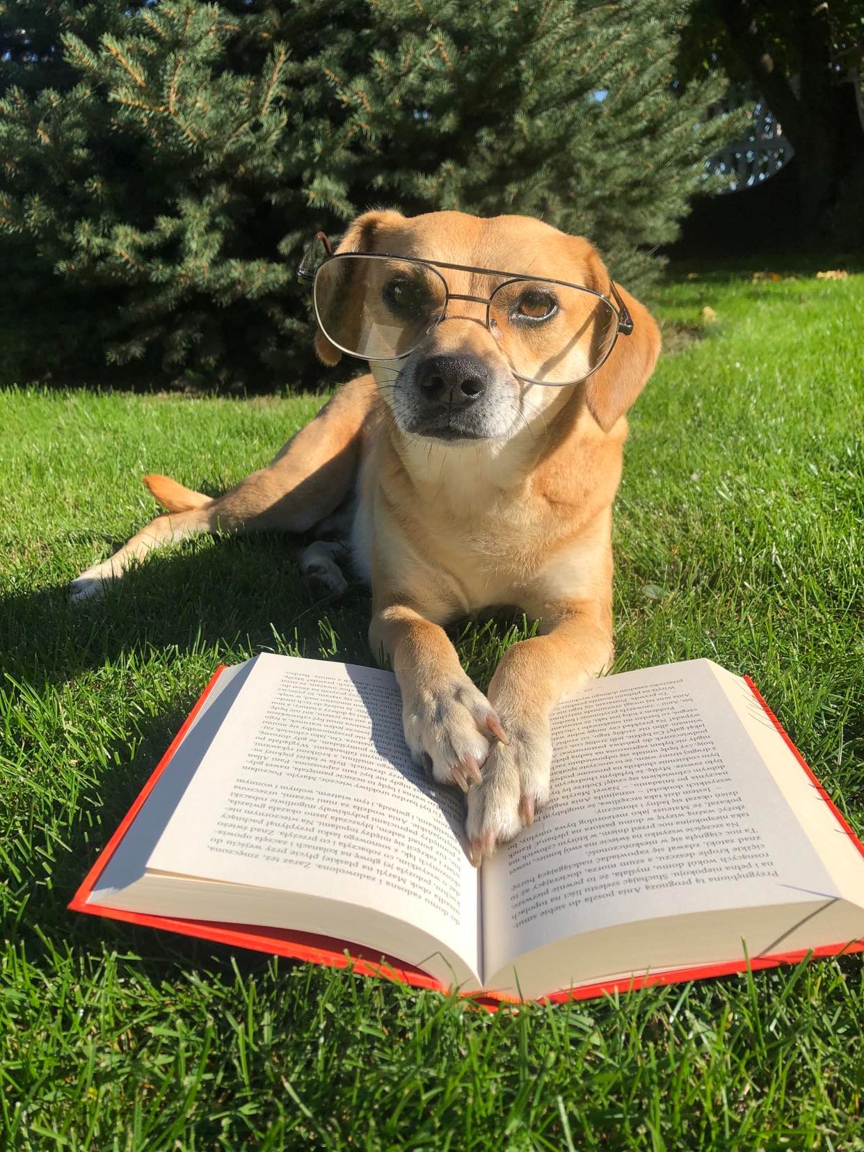 Pies w okularach opiera łapki o otwarta książkę.